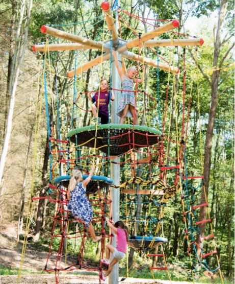 Imagen 3 Árbol nido de águila