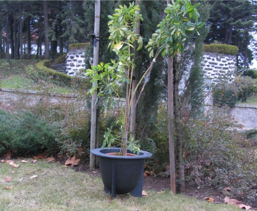 Imagen 2 Jardinera Azores